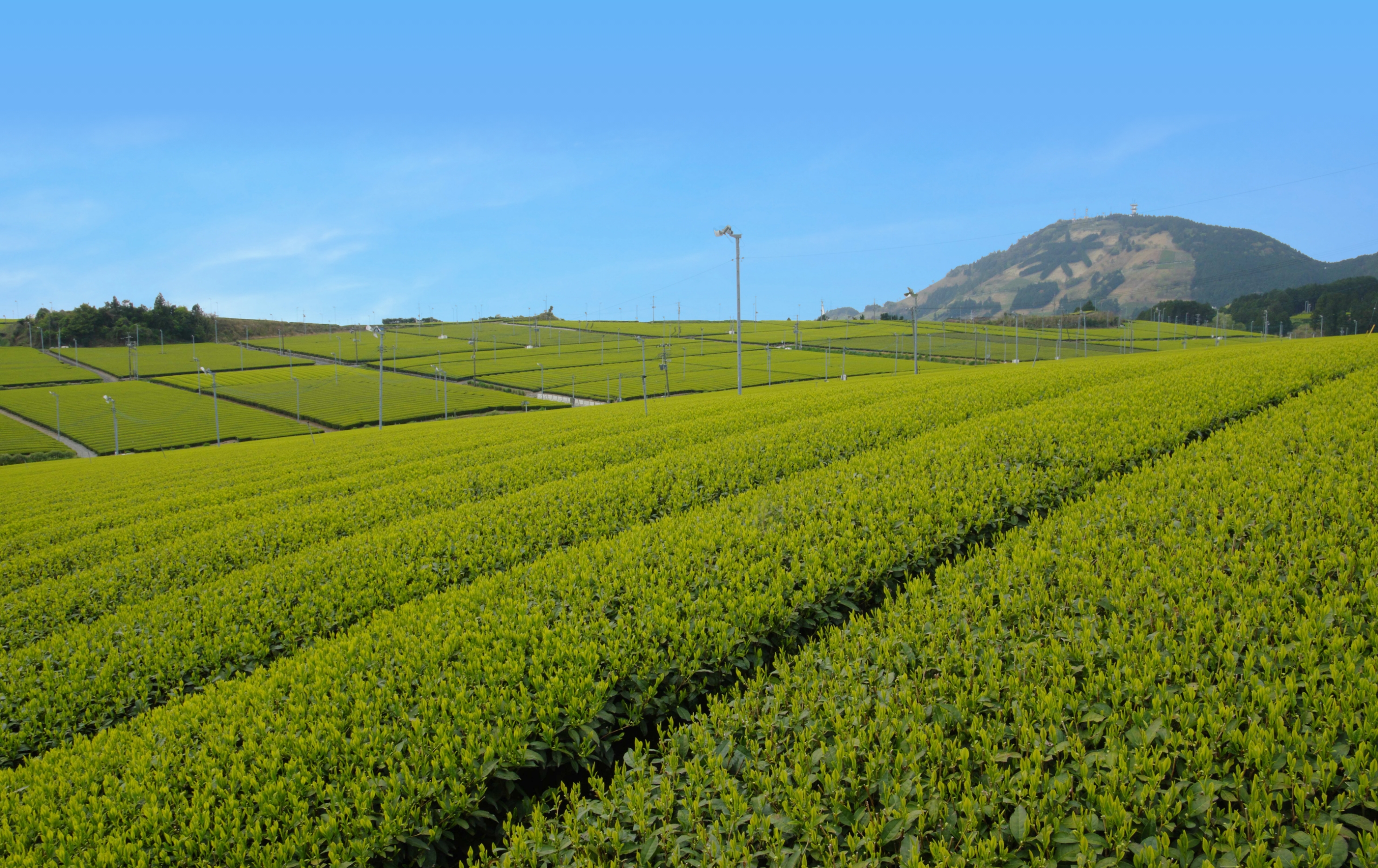 旬の香りを今 茶恋路(ちゃれんじ)