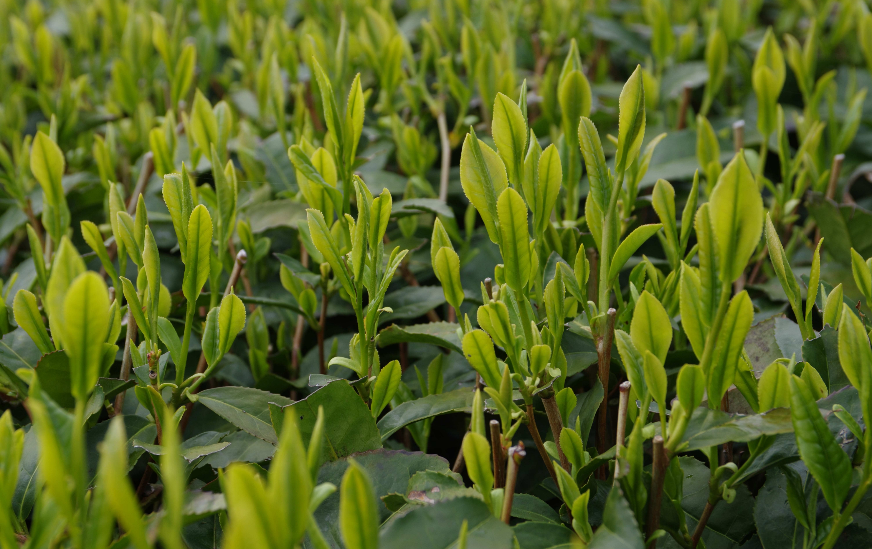 旬の香りを今 茶恋路(ちゃれんじ)